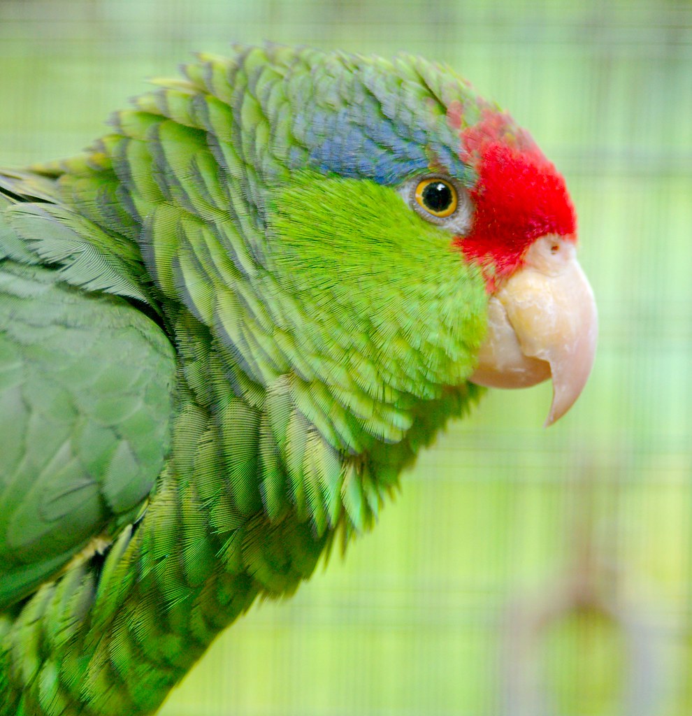 Green Cheeked Amazon Parrot_5
