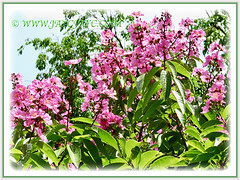 Lagerstroemia speciosa (Giant crape-myrtle, Queen's crape-myrtle, Queen's Flower, Pride-of-India), flowering in abundance with pink-coloured flowers, 11 April 2011