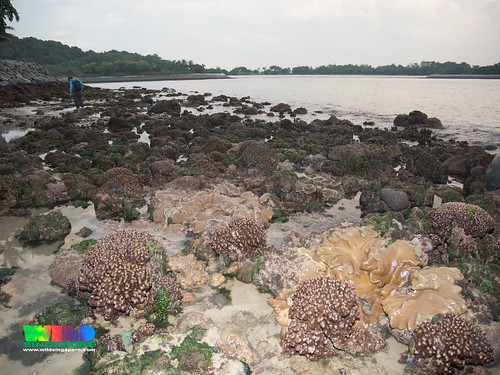 Living reefs of Kusu Island overlooking the city