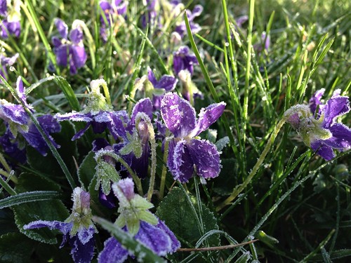 Frosty violets