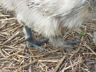 funny chicken feet | Joan | Flickr