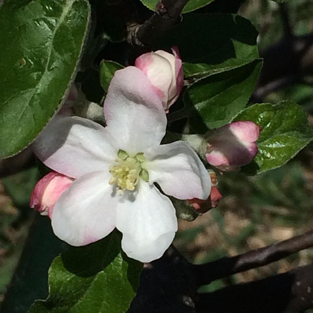 Apple blossom time @breslinfarms #organic #apples