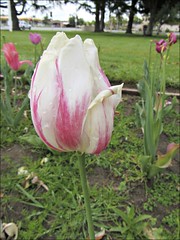 White and red tulip, another view