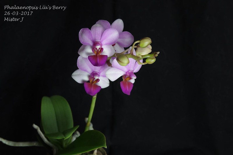 Phalaenopsis Liu's Berry (parishii x Eduardo Quisumbing) 33526749421_dccdfced36_c