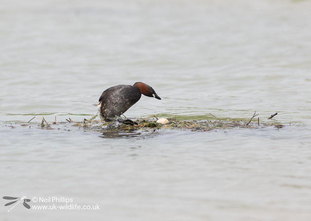 Little grebes trying to save nest and crow raids it-25