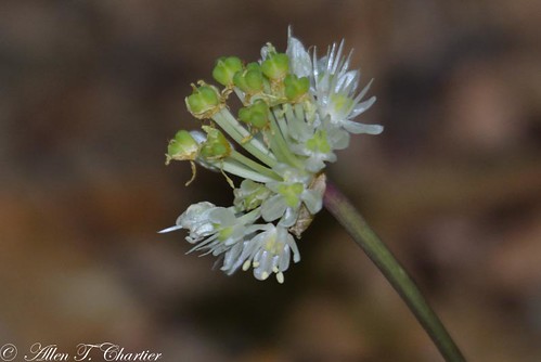 Allium tricoccum (Wild Leek)