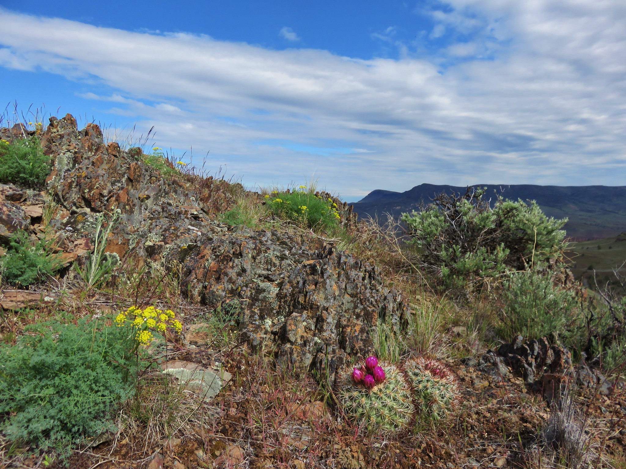 Biscuitroot and hedghog cactus in the Spring Basin Wilderness