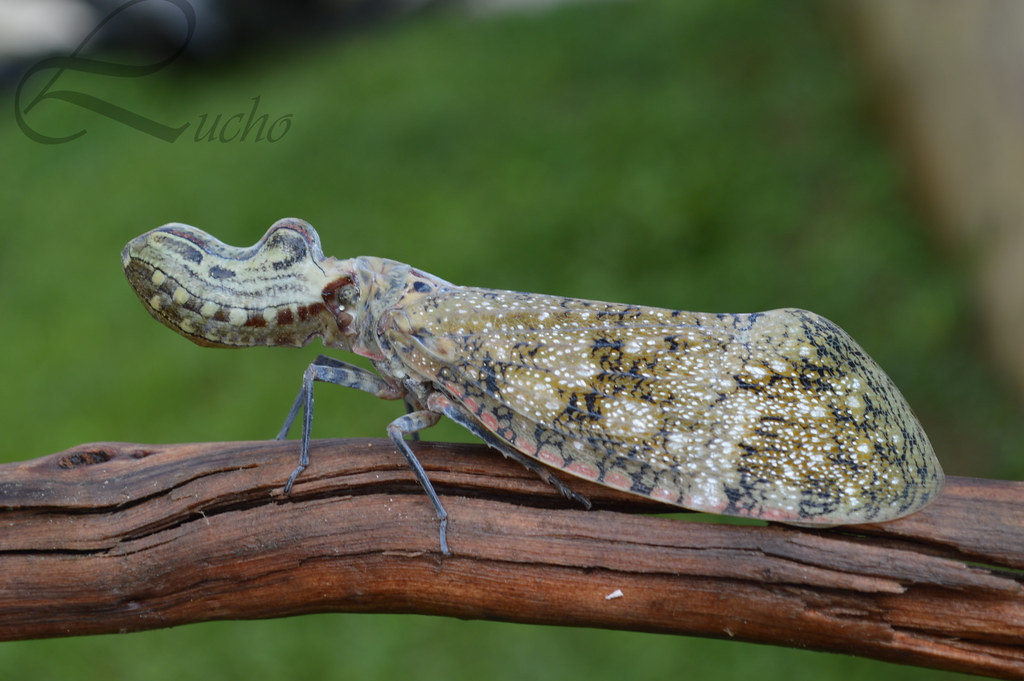 Machaca | Fulgora laternaria: La machaca, chicharra-machacuy… | Flickr