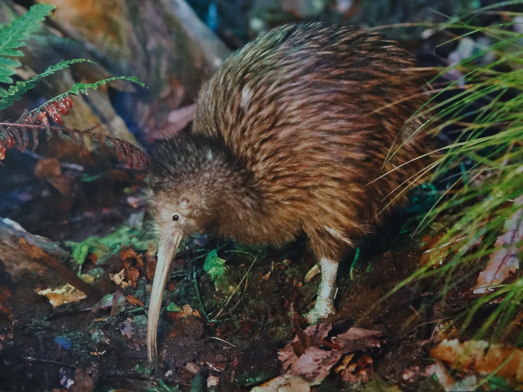 Image result for kiwi animal