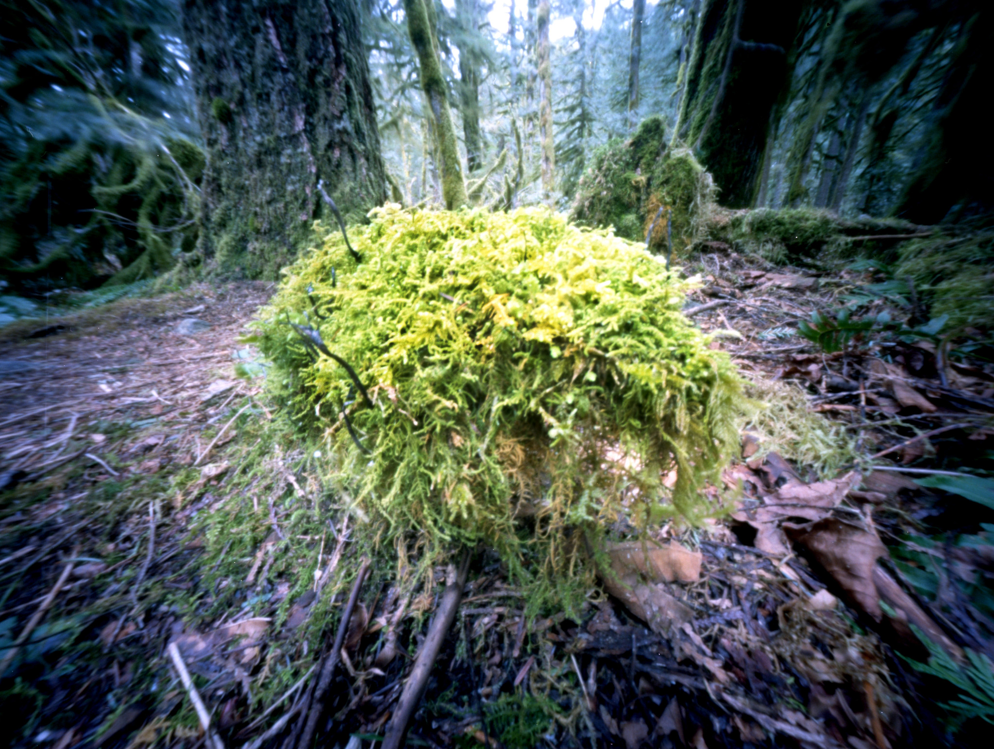 a strange moss covered rock