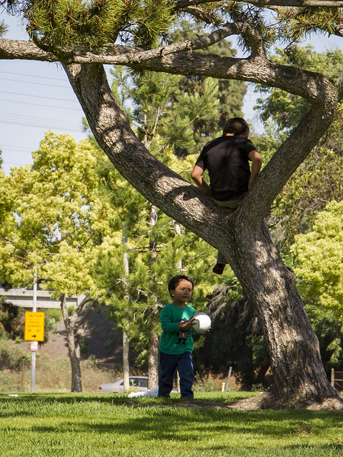 Tree climbing at Wilderness Park