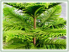 Araucaria heterophylla (Norfolk Island Pine, Star Pine, Triangle Tree, Living Christmas Tree)