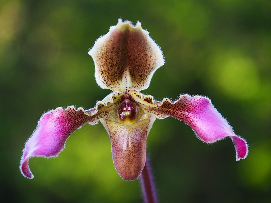 Paphiopedilum hirsutissimum 33838326686_46fdee5e51_b