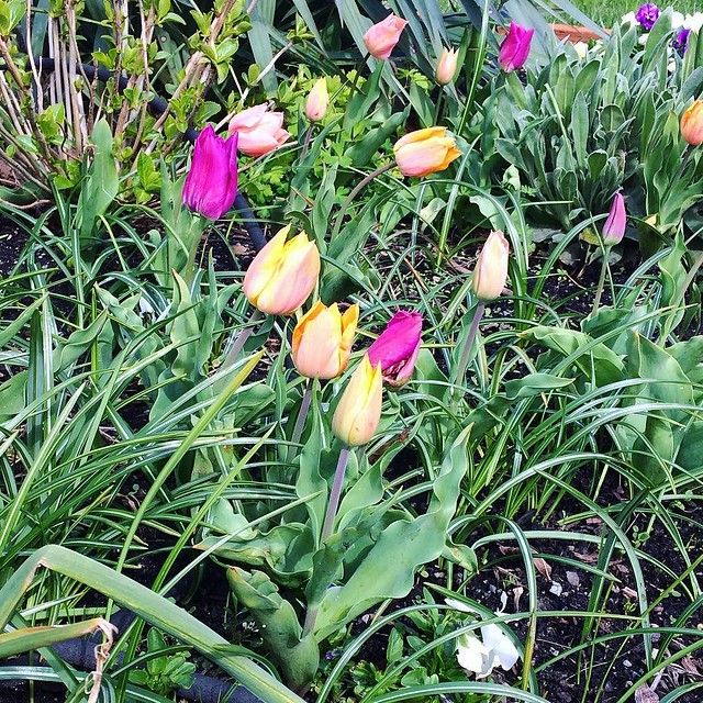 Little tulips. 🌷🌷🌷