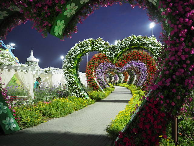 P1211208 DUBAI MIRACLE GARDEN(ドバイ・ミラクル・ガーデン/حديقة الزهور بدبي)