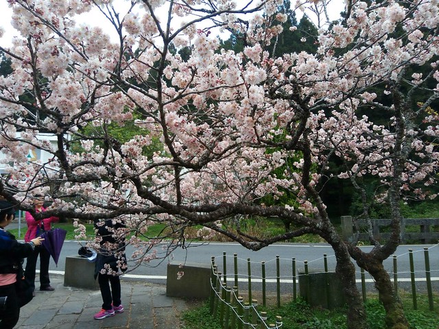 阿里山櫻花盛開 (2)