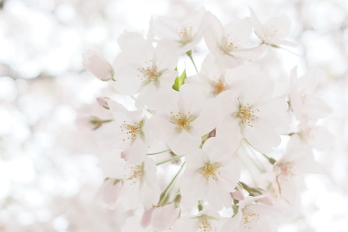 Kyobashi sakura blooming white out