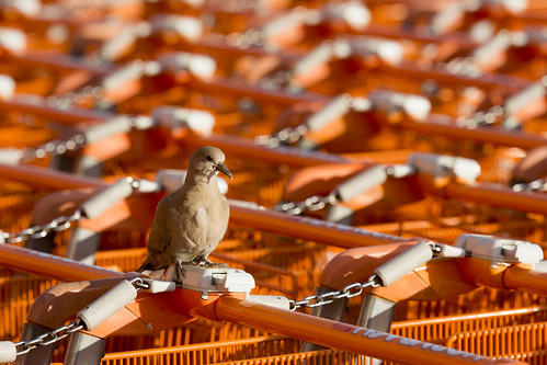 Dove and shopping trolleys