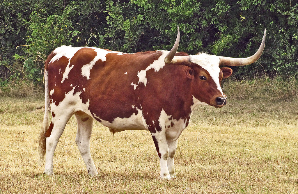 Longhorn Cattle Drive - Duncan, Oklahoma | Near the Chisolm … | Flickr