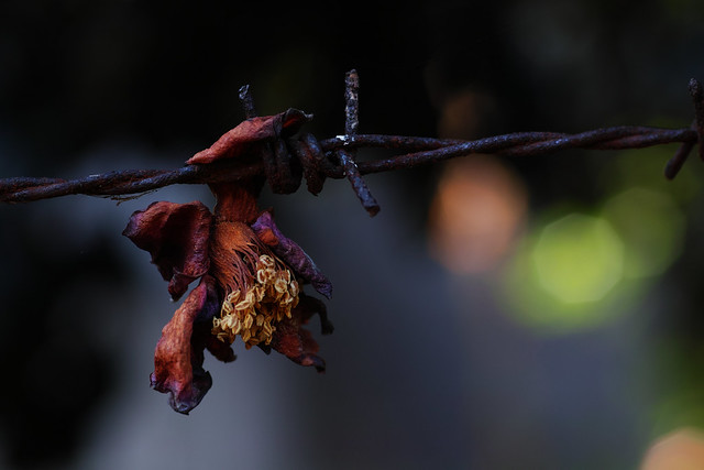 20170304_47_SIGMA sd Quattro + MACRO 70mm F2.8 EX DG