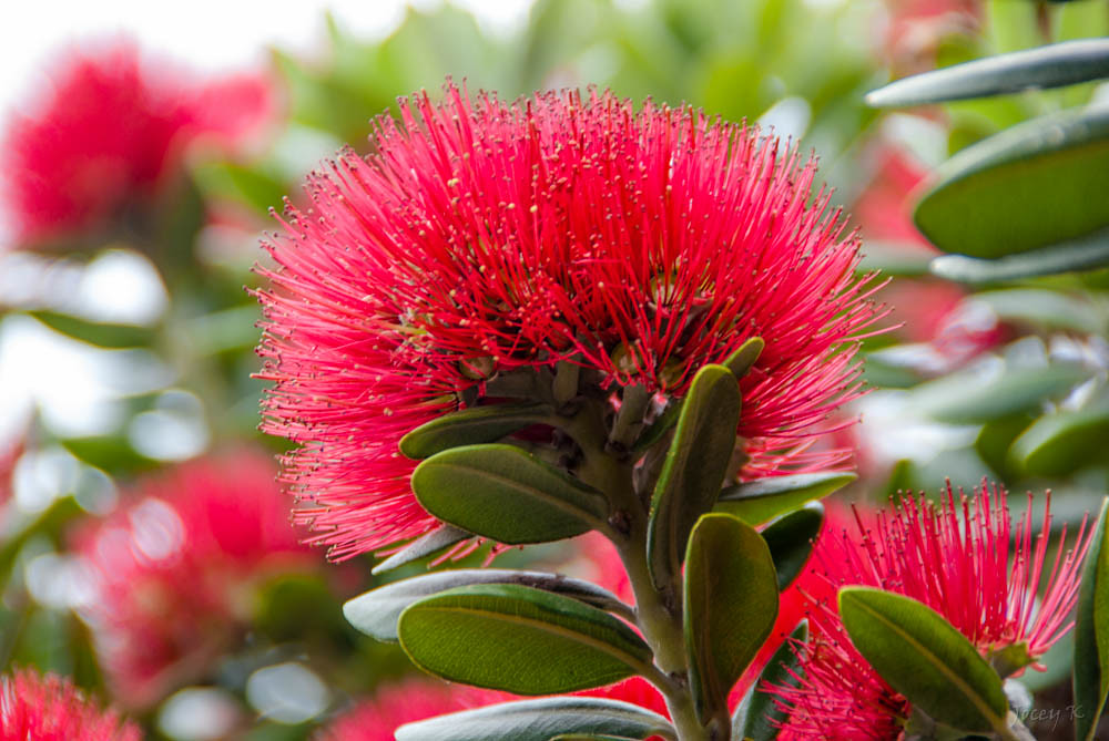The Pohutukawa Flower  Because I can't drive for a while 