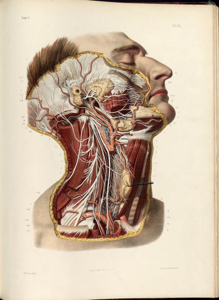 Dissection of the head and neck, cranial, spinal and sympa… | Flickr