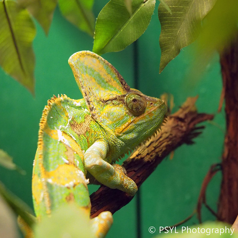 Veiled chameleon (Chamaeleo calyptratus)
