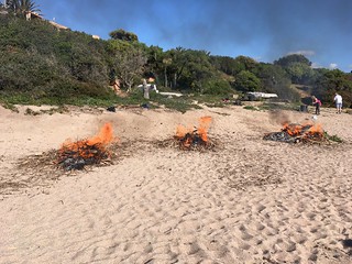 Nettoyage et brûlage du bois sur les plages à l'embouchure du Cavu