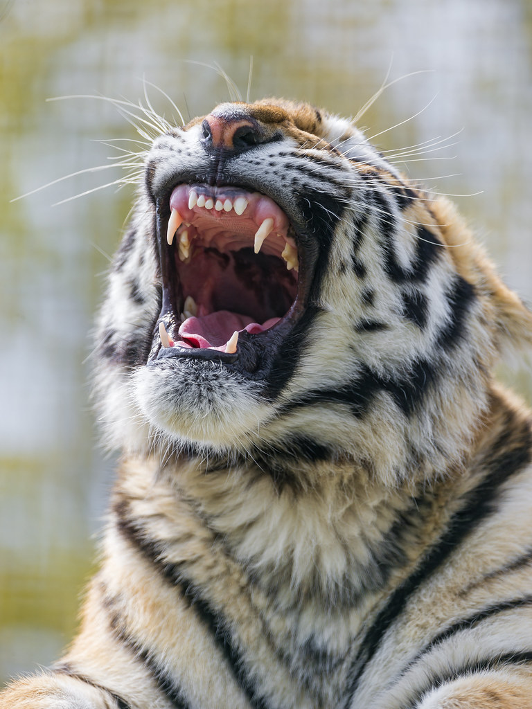 Funny Amur tiger with open mouth | Funny picture of one of t… | Flickr