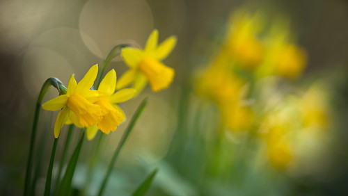 Daffodil Gossip