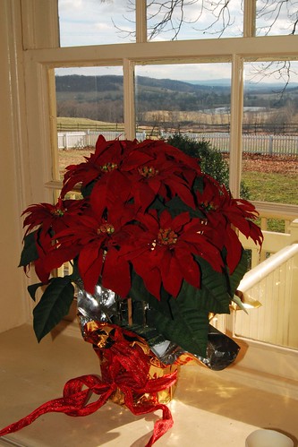Holiday Poinsetta with winter view out the window at Sky Meadows State Park, Virginia