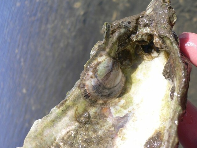  Closeup of oyster spat on shell