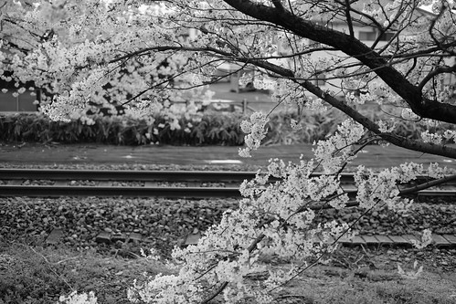 桜と鉄 白黒