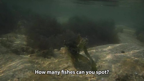 Seagrass filefish (Acreichthys tomentosus)