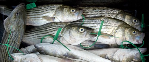 Tagged Stripers