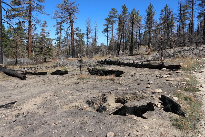 Lake Fire burn zone on the PCT showing where the fire burned the dead roots below the ground