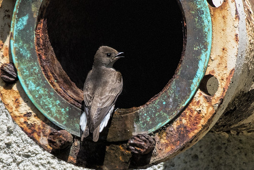 Princeton, N.J.: Northern Rough-winged Swallow Looking for a Home?