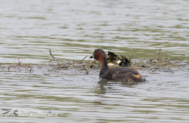 Little grebes trying to save nest and crow raids it-14
