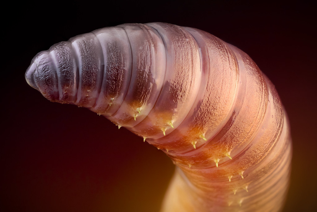 earthworm-in-the-studio-unknown-earthworm-species-lumbric-flickr