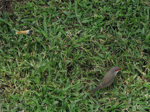 Tiny birds no bigger than a cigarette
