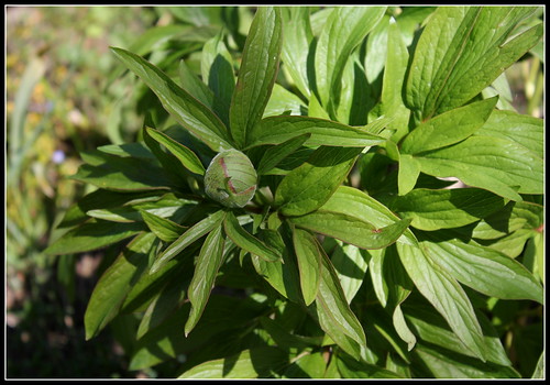 Paeonia officinalis 'Rubra Plena' - pivoine officinale  33995631375_8829944cae