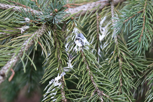 pine branch with many bird droppings