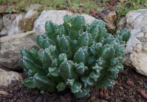 Euphorbia resinifera 33111861572_978a81bdbf