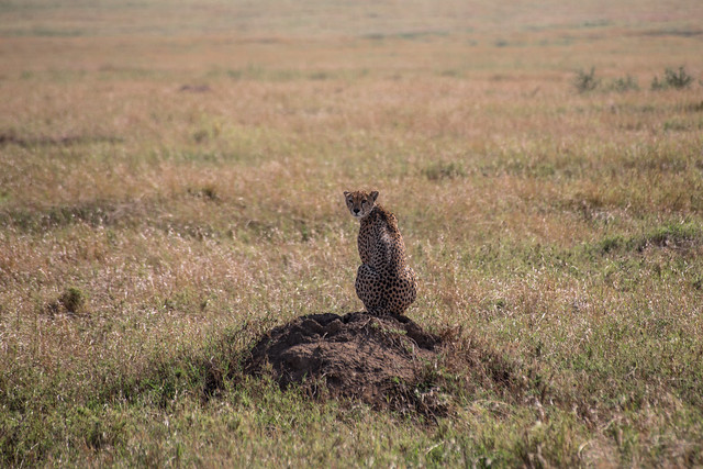 The Cheetah of the Serengeti Plains