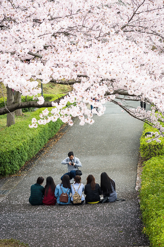 桜の中で記念撮影するグループ