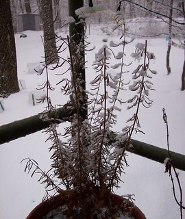 snowy rosemary