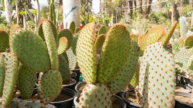 Mid-Size cacti at Egypt's flowers show 2017