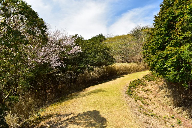 達磨山　芝生の登山道