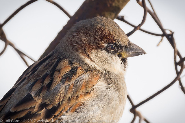 Sparrow portrait