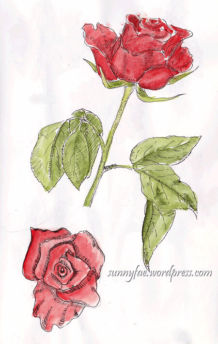 red rose sketch